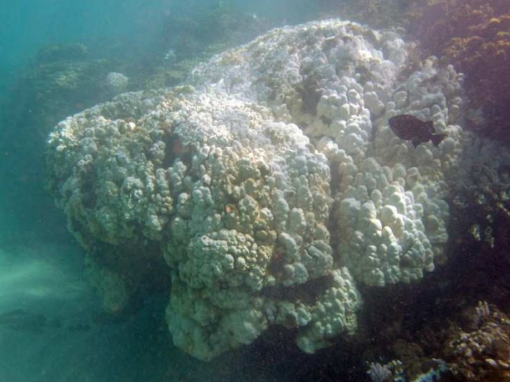 Coral bleaching2